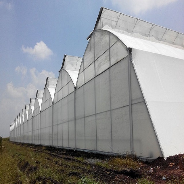 Multi Span PE Agricultural Commercial Greenhouse