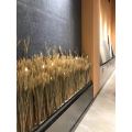 50ps Natural Wheat Ear Wheat Rice Ear Farmhouse Opening Barley Real Dried Flower Bouquet Pastoral Dry Branch Gift Shooting Road