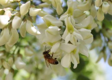 water white natural acacia honey