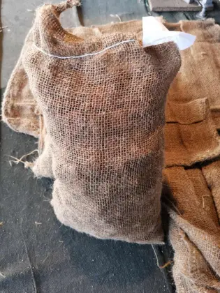 New Crop Fresh Chest Nut