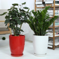 Outdoor White Ceramic Planters Online