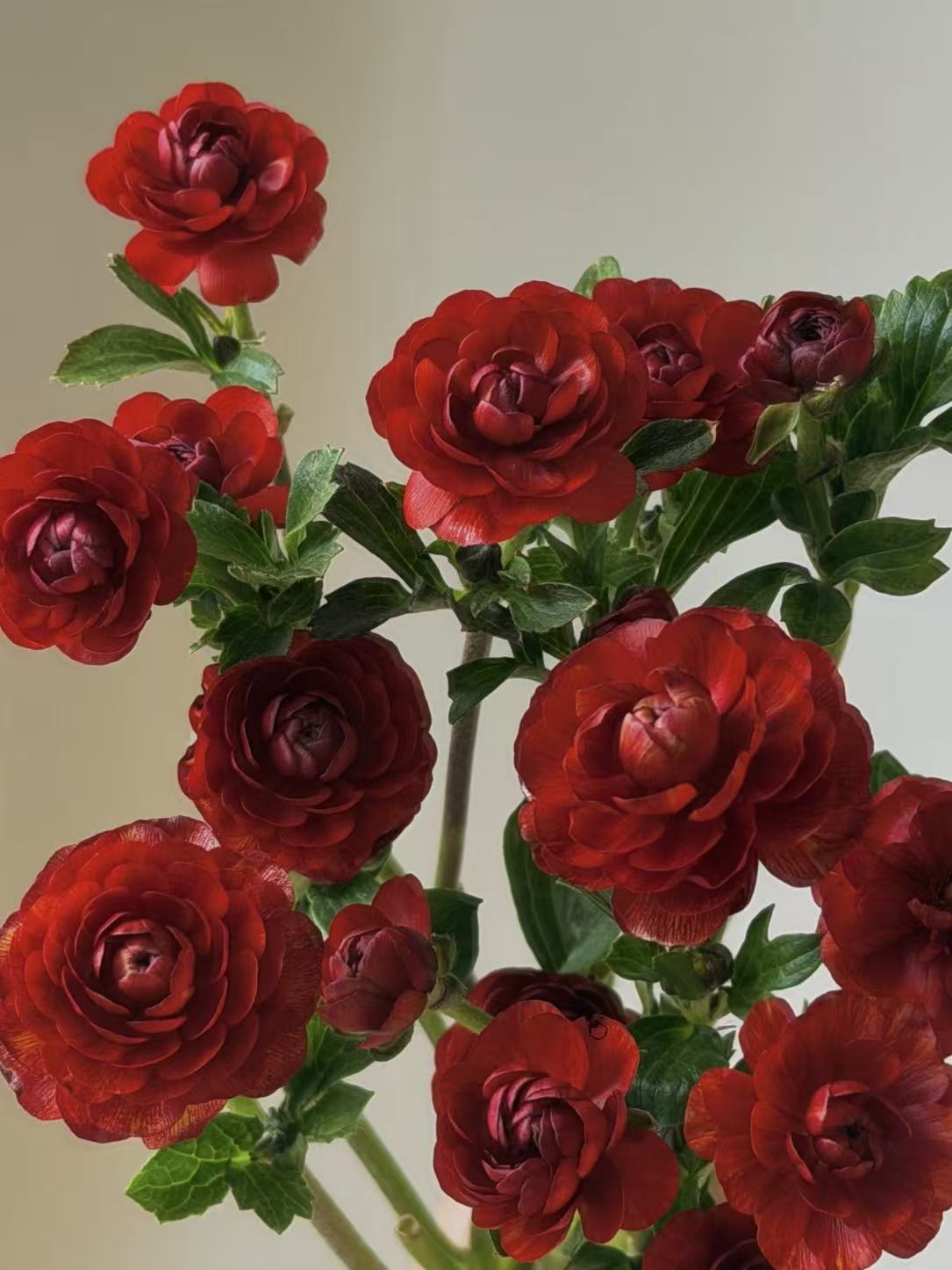 Fresh cut of red Ranunculus2