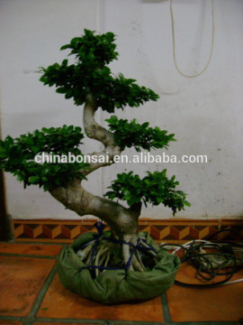 H45cm -120cm S-shaped indoor plants Ficus Microcarpa bonsai