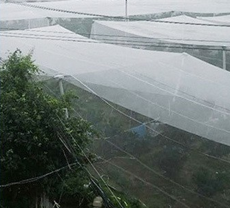 اشعه ماوراء بنفش مقاومت در برابر حشرات مزرعه خالص 65 گرم