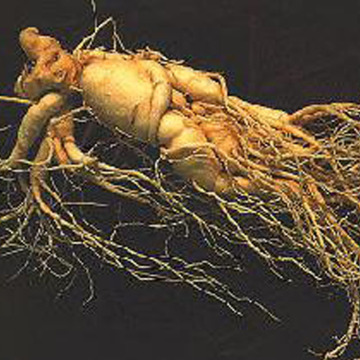 high quality panax ginseng