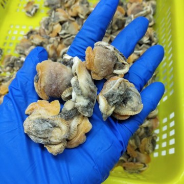 Frozen Cooked Blood Clam Meat