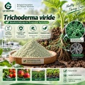 Trichoderma viride Microbial Powder لإدارة التربة والجذور