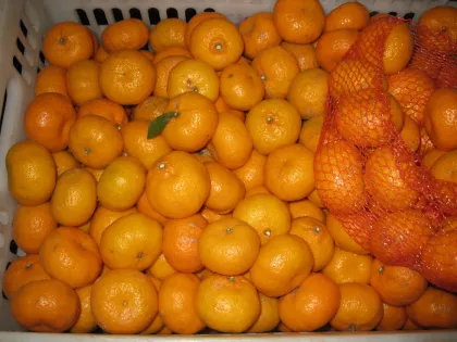 Fresh Nanfeng Baby Mandarin