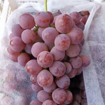 Red globe grape new crop purple skin