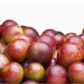 CAMU CAMU Extrait de poudre avec prix de gros