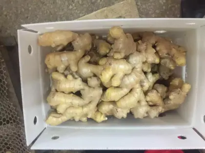 2016 Crop Air Dry Ginger