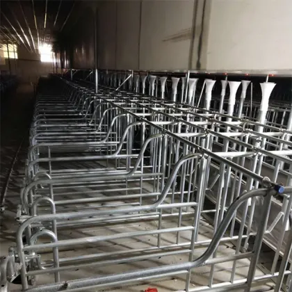 Hot Dip Galvanized Pig Gestation Stalls for Hog Farms