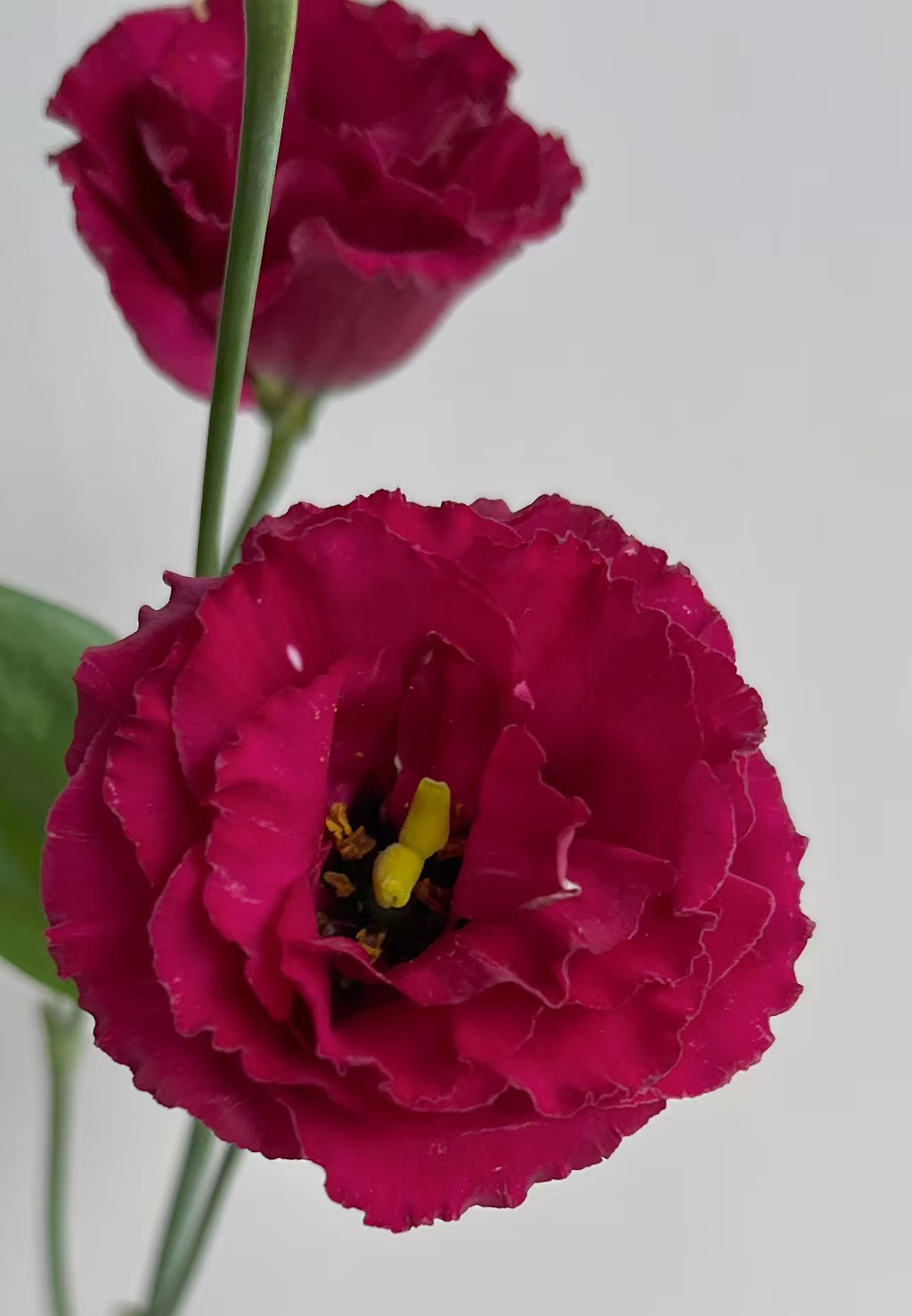 Wine-red Lisianthus