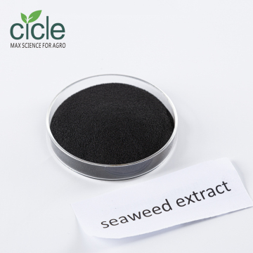 Seaweed Extract powder Alga 70