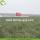Verliere Gewicht Fruit Nutrition Natural Himalayan Wolfberry