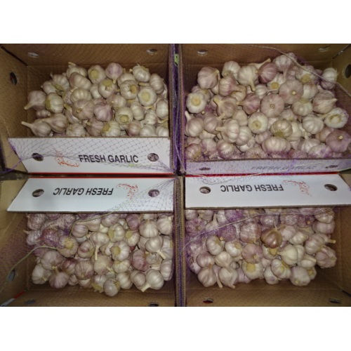 Normal White Garlic Price 2020