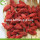 Anti Age Natural Fuits Red Common Goji Berries