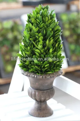 Preserved boxwood tower