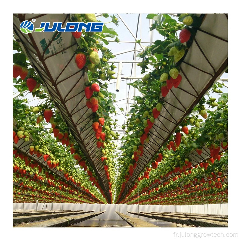 Systèmes de croissance des fraises de serre agricole