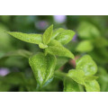 Andrographis Extract Powder Andrographolide Powder