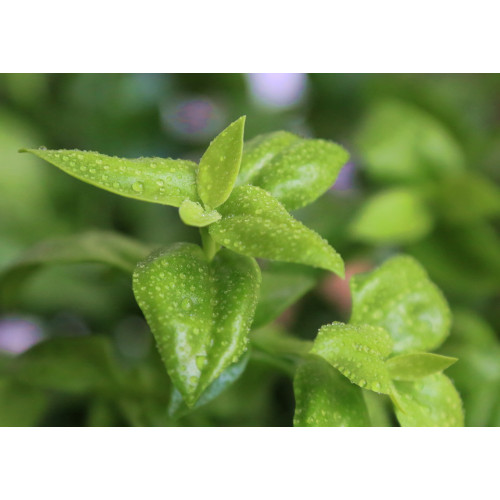 Andrographis Extract Powder Andrographolide Powder