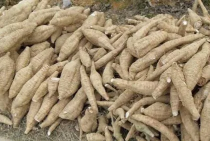 Kudzu Root Pueraria Mirifica Essential Oil