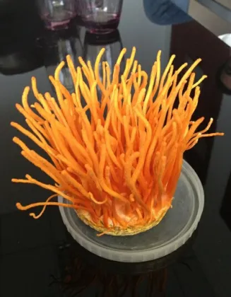 Gold Color Cordyceps Flowers/ Cordycep Militaris Mushrooms