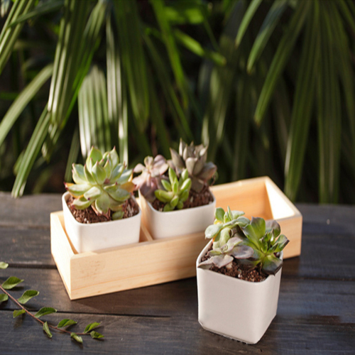 3 Grid Wooden Succulent Plant Fleshy Flower Pot Box Tray Decorative Containers Cactus Planter Flower Bamboo Tray Holder Stand