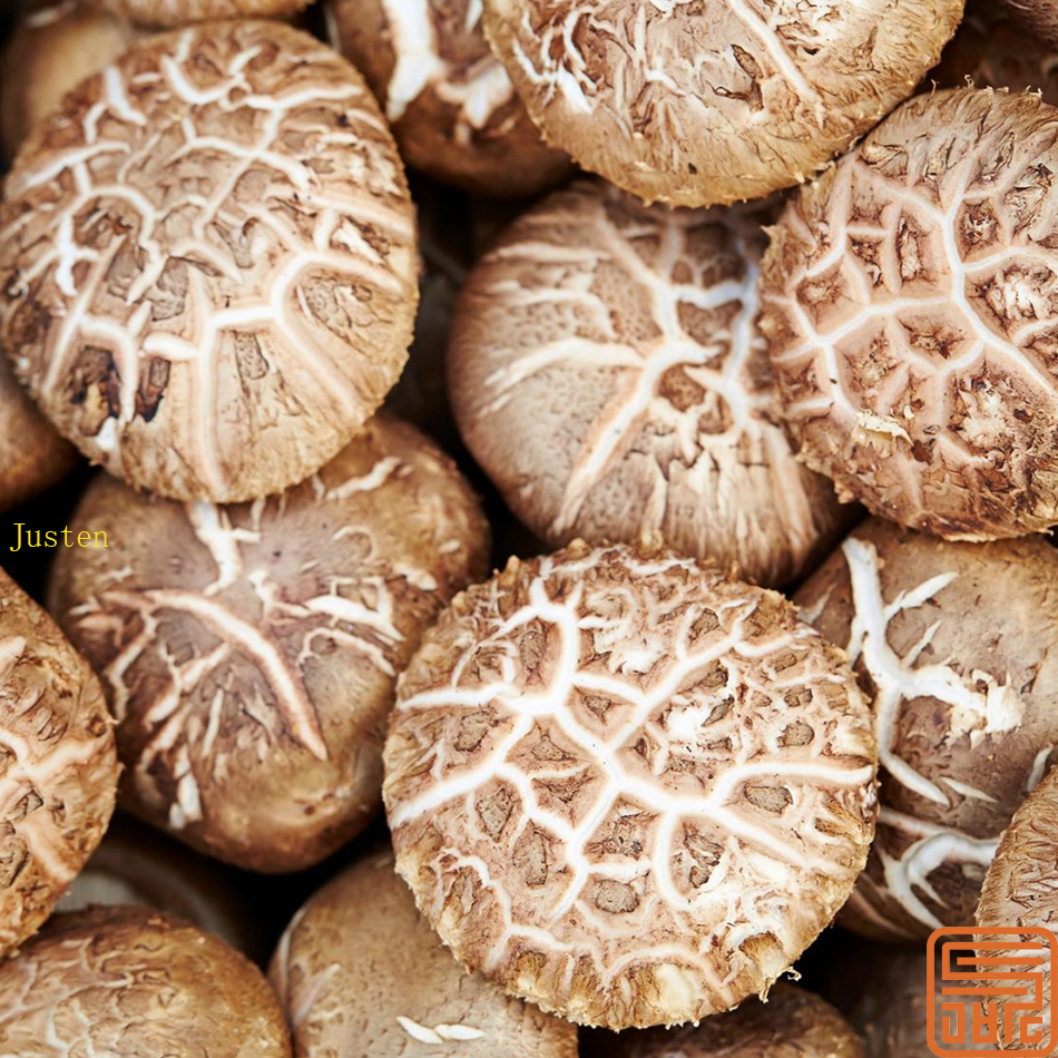 Extracto de hongos shiitake lentinan 30%