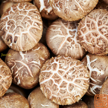 Extracto de hongos shiitake lentinan 30%