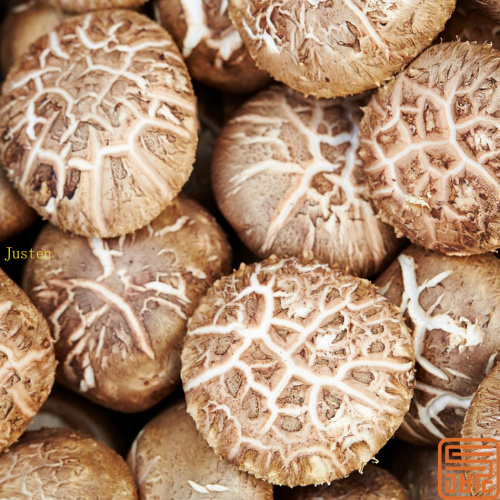 Extracto de hongos shiitake lentinan 30%