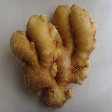 Professional Ginger Supplier Fresh Ginger