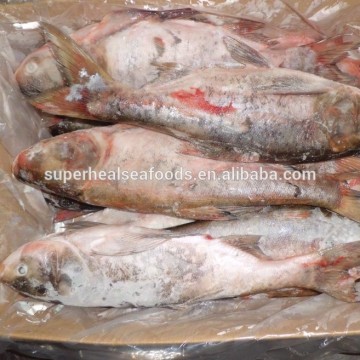 Whole Round Silver Carp 500-1000g