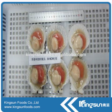 Fresh Frozen IQF Sea Scallop