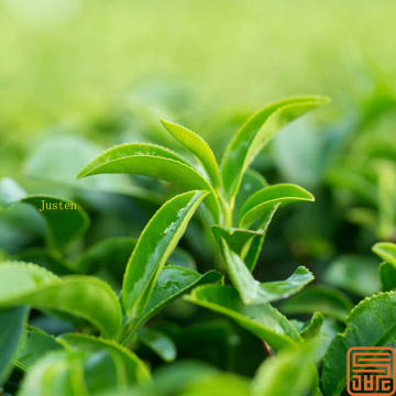 Extracto de té de vid dihidromricetina 98%