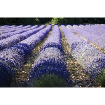 AMTELAGEM 100% puro de lavanda orgânica Óleo essencial