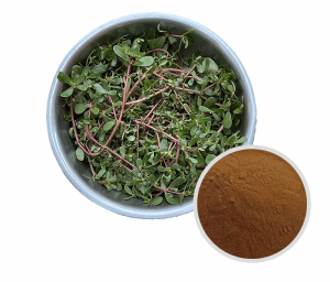 Portulaca oleracea Extract for skin