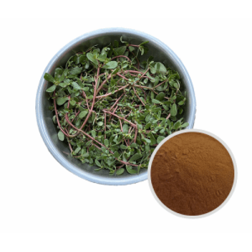 Portulaca oleracea Extract for skin