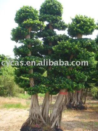 Big Ficus Tree