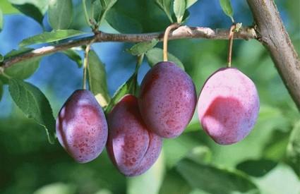 plum