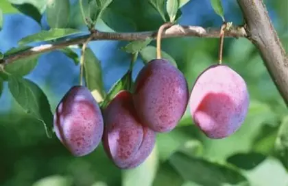 Plum powder with more benefit