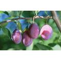 Plum powder with more benefit