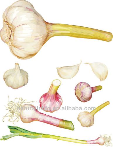 Pure Natural Garlic Extract 200:1