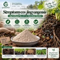 نظرة عامة على مسحوق Streptomyces jingyangensis Microbial لإدارة التربة والريزوسفير