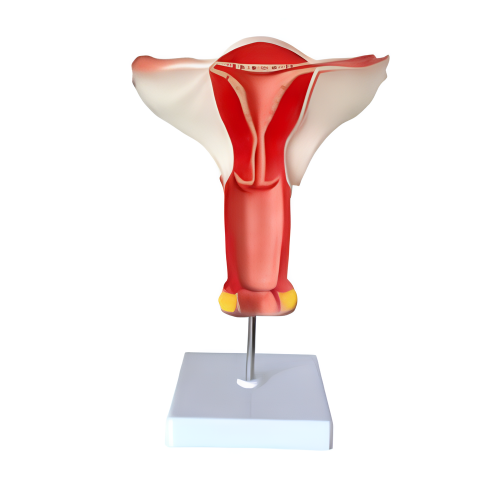 Órgano genital interal femenino