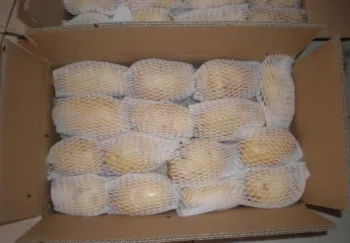 Potato