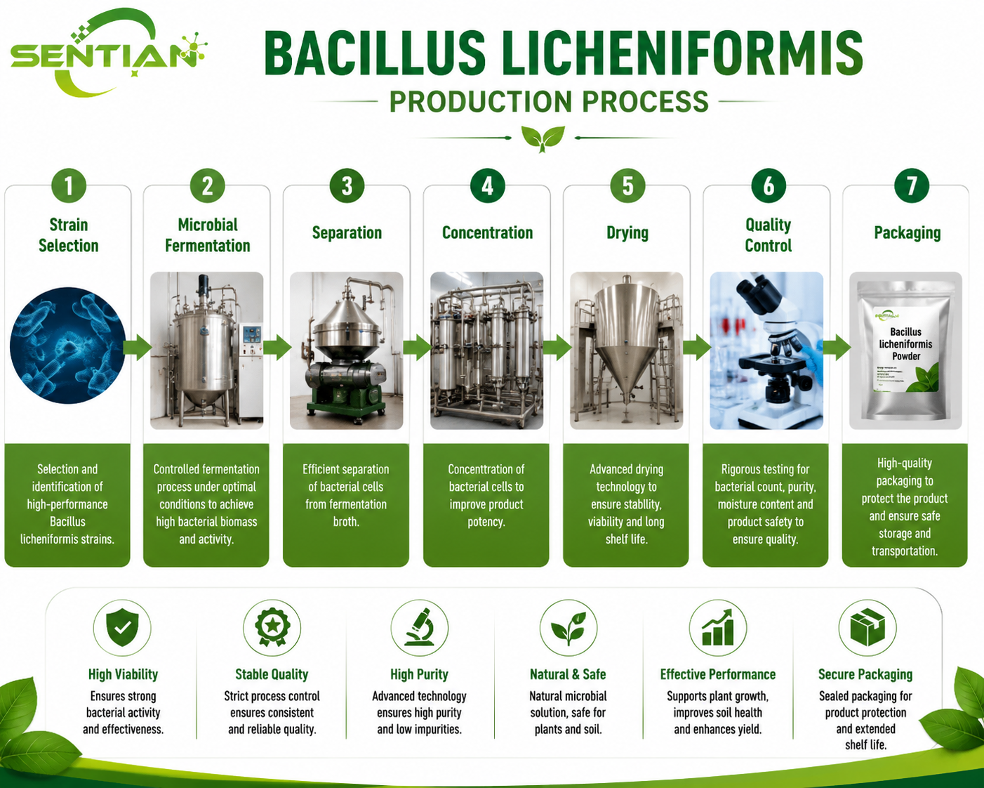 Bacillus licheniformis（1）