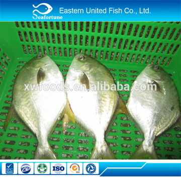 wild new arrival grade a frozen pompano/golden pomfret
