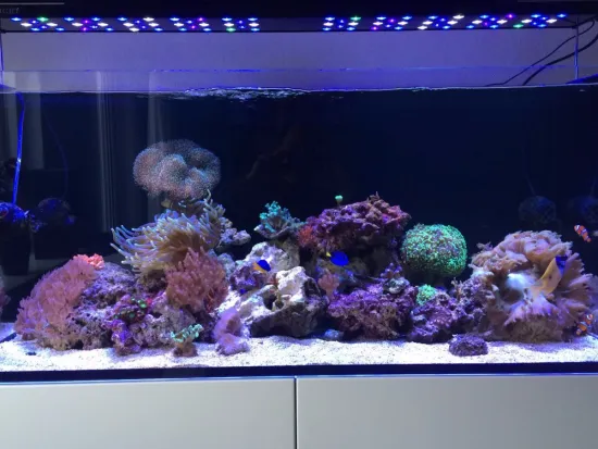 2017 hot selling 250W 48" 4ft intelligent led aquarium light for SPS LPS