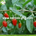 Toptan Meyve Tatlı Eu Standart Goji Berry